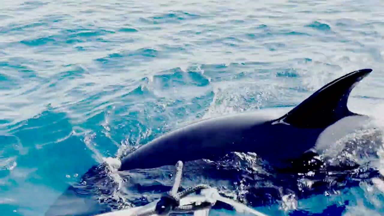 Laja und die Orcas